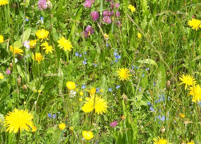 Doll 아파트 니데라우