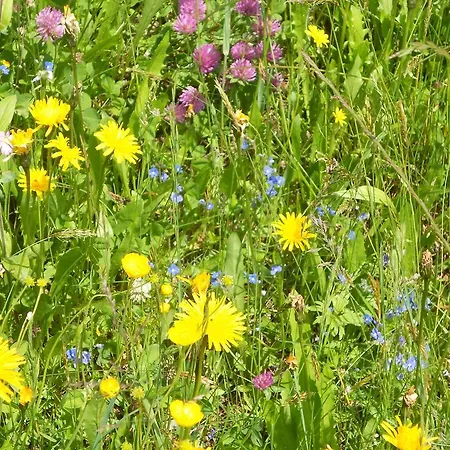 Doll アパート ニーデラウ